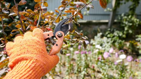 Pause Before Pruning to Examine Your Tree Pruning Tools Image